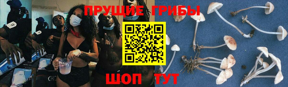 Псилоцибиновые грибы Cubensis  Тында  Псилоцибиновые грибы прущие грибы 